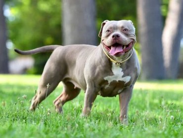 Niño de cinco años y su abuela fueron atacados por perros de raza pitbull en Conchalí