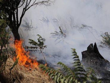 Declaran Alerta Temprana Preventiva para la región de Valparaíso por amenaza de incendios forestales