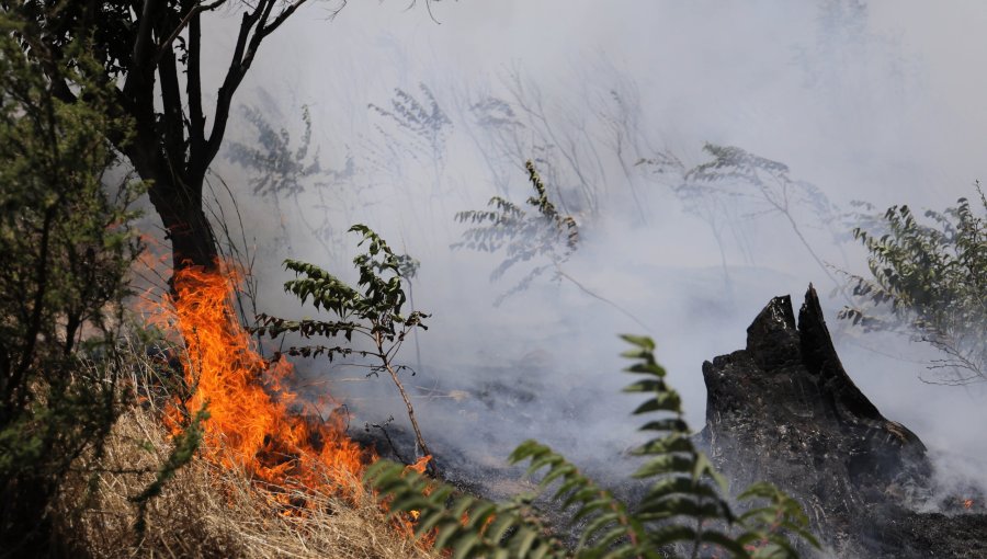 Declaran Alerta Temprana Preventiva para la región de Valparaíso por amenaza de incendios forestales