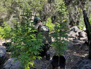 Erradican dos corrales de plantación de marihuana en sector San Pedro de Quillota