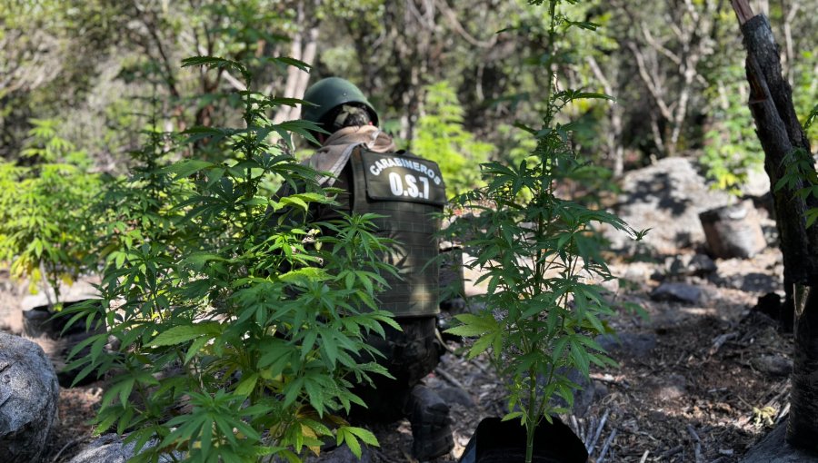 Erradican dos corrales de plantación de marihuana en sector San Pedro de Quillota