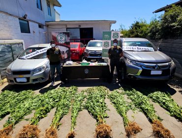 Autos robados fueron recuperados en casa de Valparaíso donde además se halló una plantación de marihuana: dos detenidos