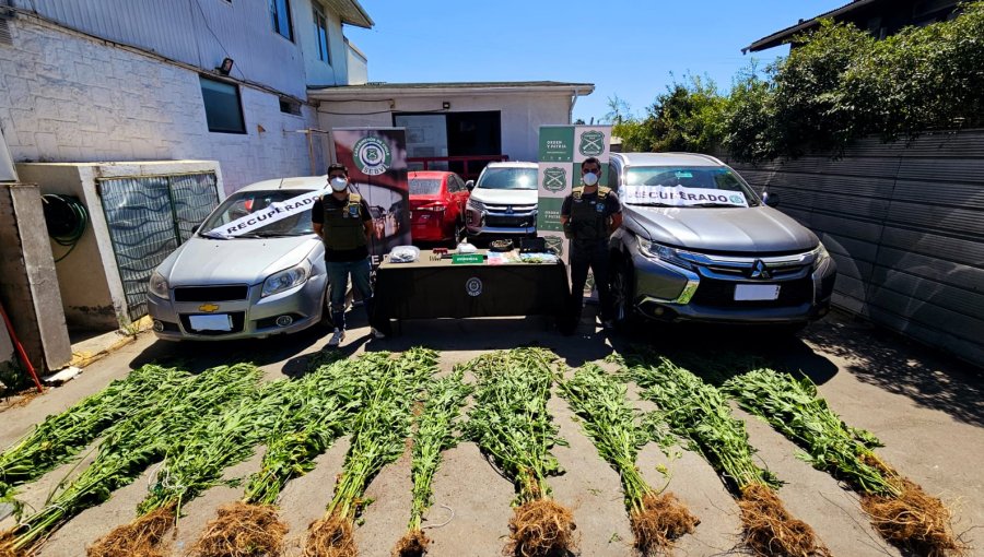 Autos robados fueron recuperados en casa de Valparaíso donde además se halló una plantación de marihuana: dos detenidos