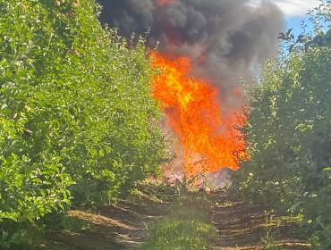 Avioneta con cuatro ocupantes cae en Freire y se incendia tras el impacto: piloto resultó con lesiones