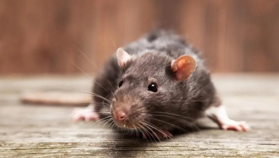 Ratón causa terror en clientes al ser visto corriendo en el interior de local Pronto Copec en Concón