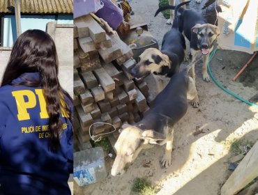 Rescatan a nueve perros en estado de desnutrición y pésimas condiciones en Quilpué