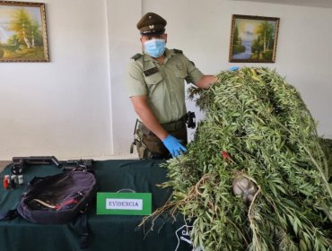 Decomisan dos pistolas adaptadas para el disparo y una escopeta hechiza tras hallazgo de plantación de marihuana en Valparaíso