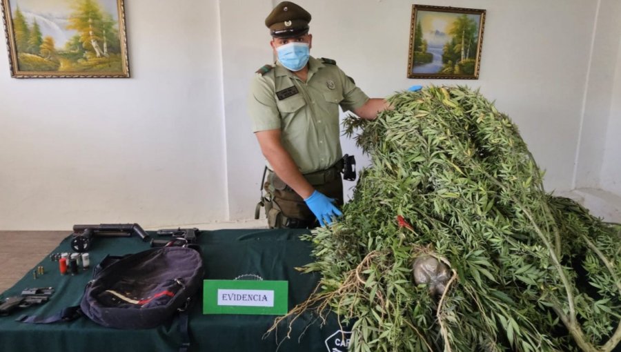 Decomisan dos pistolas adaptadas para el disparo y una escopeta hechiza tras hallazgo de plantación de marihuana en Valparaíso