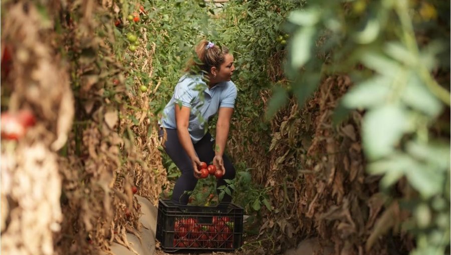 Fiesta del Tomate Limachino destacará la tradición campesina y el trabajo de los agricultores de la comuna