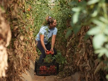 Fiesta del Tomate Limachino destacará la tradición campesina y el trabajo de los agricultores de la comuna