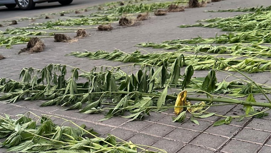 Detienen a tres hombres por cultivar cannabis en el borde del río Maipo en San Bernardo: dos contaban con antecedentes policiales