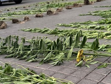 Detienen a tres hombres por cultivar cannabis en el borde del río Maipo en San Bernardo: dos contaban con antecedentes policiales