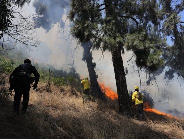 Cerca de 40 hectáreas han consumido los incendios forestales en las comunas de Catemu, La Ligua, Quintero y Quillota