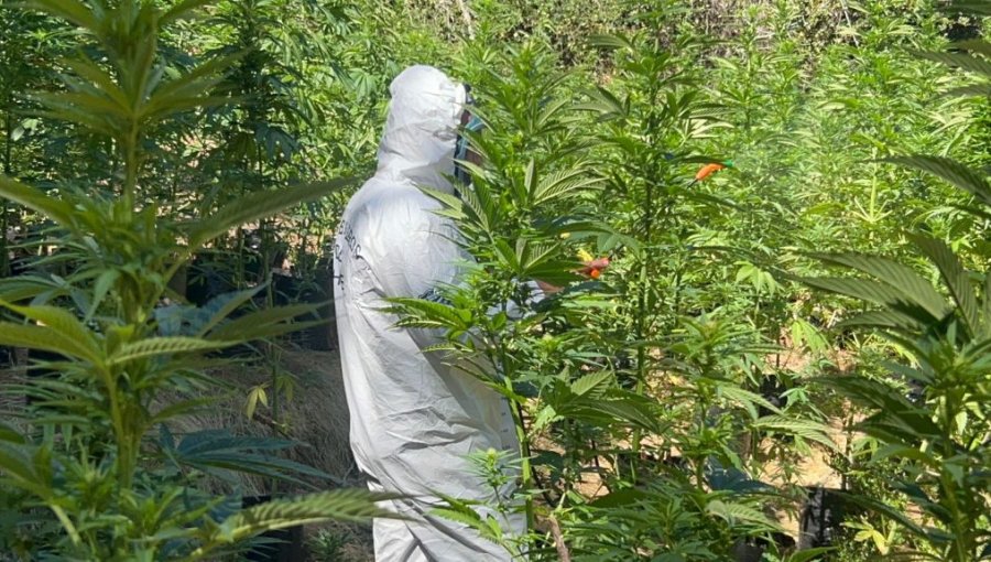 Detectan seis canchas de cultivo artesanal de marihuana e incautan más de 3 mil plantas en La Ligua