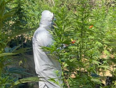 Detectan seis canchas de cultivo artesanal de marihuana e incautan más de 3 mil plantas en La Ligua