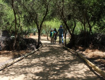 Construyen sendero educativo para potenciar el conocimiento del bosque nativo en Casablanca