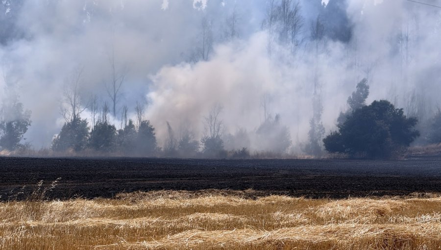 FACh entrega imágenes satelitales de incendios forestales en La Araucanía para contribuir en la gestión de la emergencia