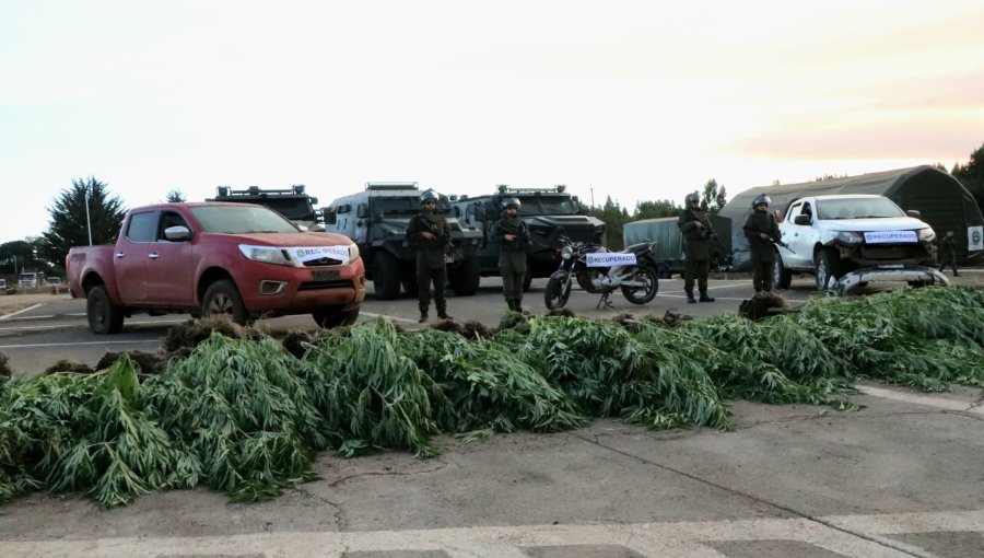 Encuentran cultivo de cannabis y tres vehículos robados en medio de incendios en La Araucanía