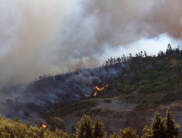 Vocera (s) de Gobierno dice que "hay muchos indicios de intencionalidad" en los incendios en La Araucanía