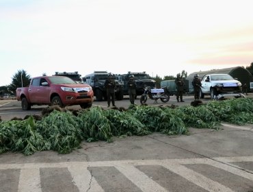 Encuentran cultivo de cannabis y tres vehículos robados en medio de incendios en La Araucanía