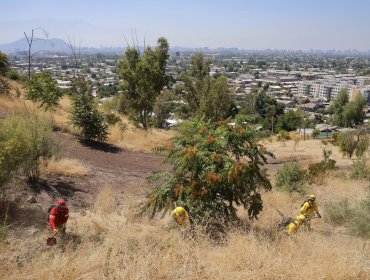 Incendios forestales en la Región de Valparaíso aumentaron en cantidad y bajaron en superficie