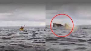 Impactante registro: joven es tragado y luego escupido por una ballena en el Estrecho de Magallanes