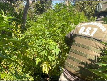 Incautan más de 3 mil plantas de marihuana en La Ligua: eran 8 canchas de cultivo