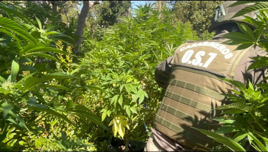 Incautan más de 3 mil plantas de marihuana en La Ligua: eran 8 canchas de cultivo