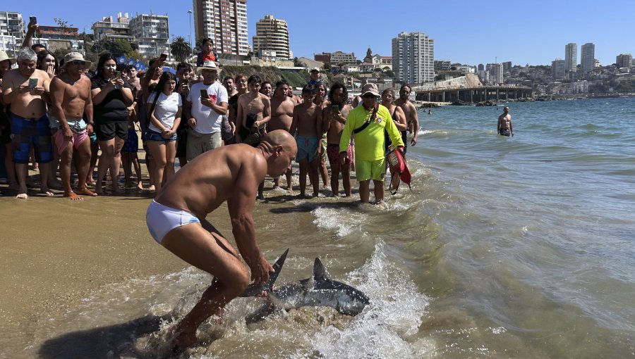 Bañista devolvió al mar a tiburón que varó en la playa Caleta Abarca de Viña del Mar