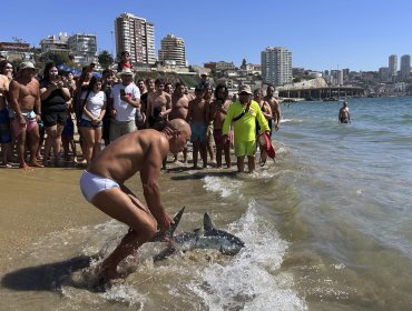 Bañista devolvió al mar a tiburón que varó en la playa Caleta Abarca de Viña del Mar