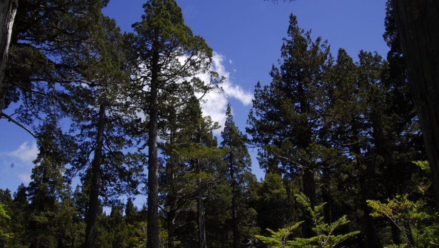 Encuentran con vida a personas extraviadas en el Parque Nacional Alerce Costero