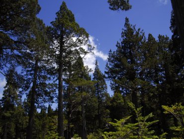 Encuentran con vida a personas extraviadas en el Parque Nacional Alerce Costero