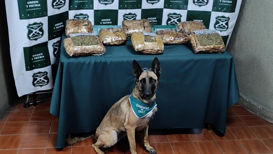 Carabineros detuvo a toda la tripulación de un bus en Nogales al no hallar al propietario de una maleta con 8 kilos de marihuana