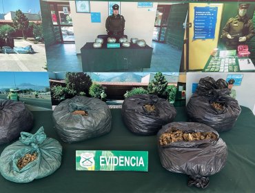 Control vehicular permite detectar 5 kilos de marihuana al interior de un auto en Nogales