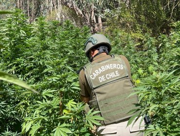 Más de 400 plantas de cannabis sativa fueron incautadas por carabineros en San Antonio