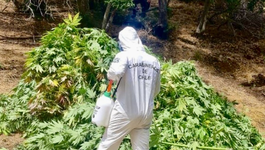 Carabineros decomisa 2.150 plantas de cannabis en zona precordillerana de La Ligua