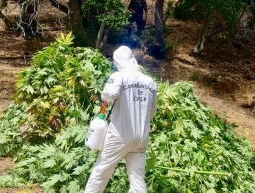 Carabineros decomisa 2.150 plantas de cannabis en zona precordillerana de La Ligua