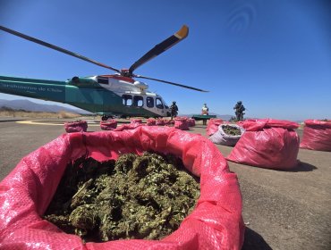 OS7 de Limarí concreta tercer decomiso histórico de marihuana en dos meses: más de 18 mil plantas