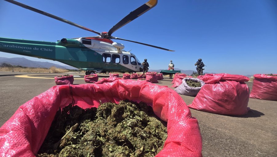 OS7 de Limarí concreta tercer decomiso histórico de marihuana en dos meses: más de 18 mil plantas