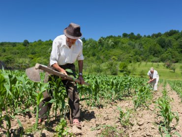 Agricultores chilenos en alerta tras anuncio de Donald Trump sobre imposición de aranceles a importaciones de este sector