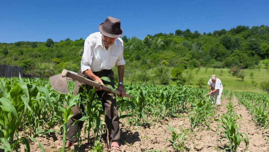 Agricultores chilenos en alerta tras anuncio de Donald Trump sobre imposición de aranceles a importaciones de este sector