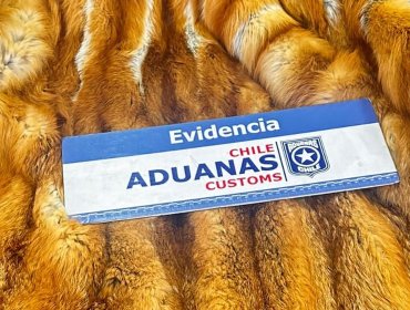 Descubren contrabando de pieles disecadas: león, lince, cebra, oryx y zorro iban a ser usados como alfombras