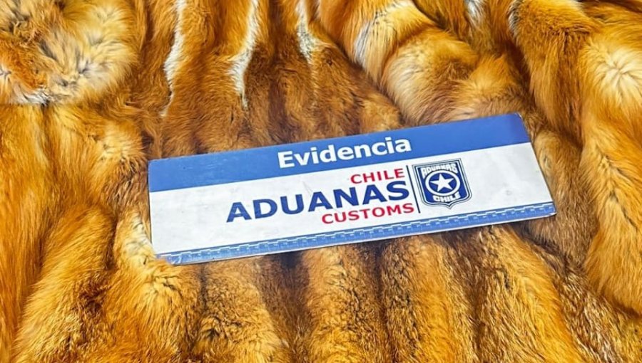 Descubren contrabando de pieles disecadas: león, lince, cebra, oryx y zorro iban a ser usados como alfombras