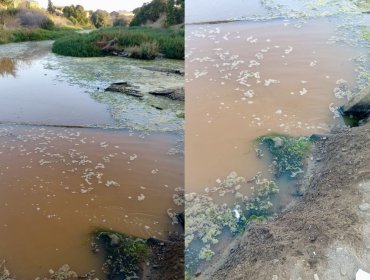 Impulsan fiscalización ante posible contaminación de humedal de La Ligua