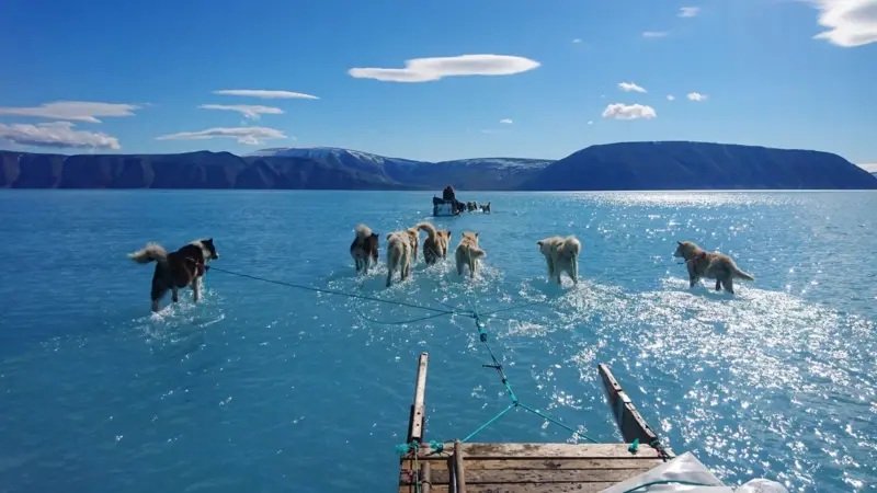 La dramática imagen de perros siberianos corriendo sobre el agua que revela el rápido deshielo de Groenlandia