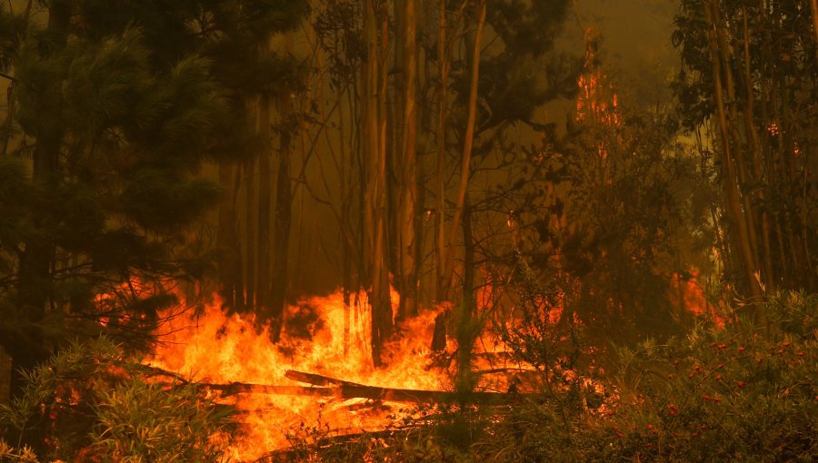 Incendios en Biobío y Araucanía: Piden investigar "descoordinación" entre Conaf y Senapred por permisos para quemas agrícolas