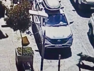 Hombre intentó escapar de fiscalización en Quillota, pero fue detenido por el can «Fiona»: mantenía dos órdenes de captura