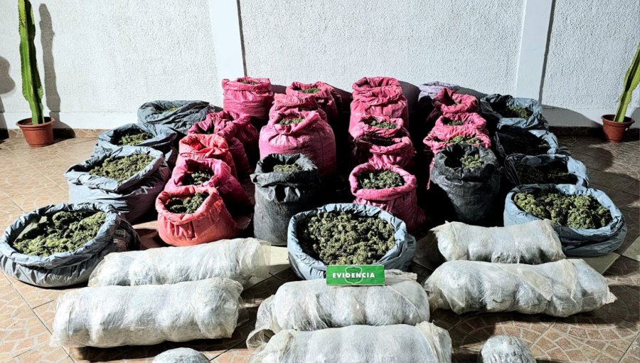 Decomisan más de $22 mil millones en droga en la Región de Coquimbo