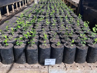 Conaf entregará 30 mil árboles para crear áreas verdes en zonas urbanas de la región de Valparaíso