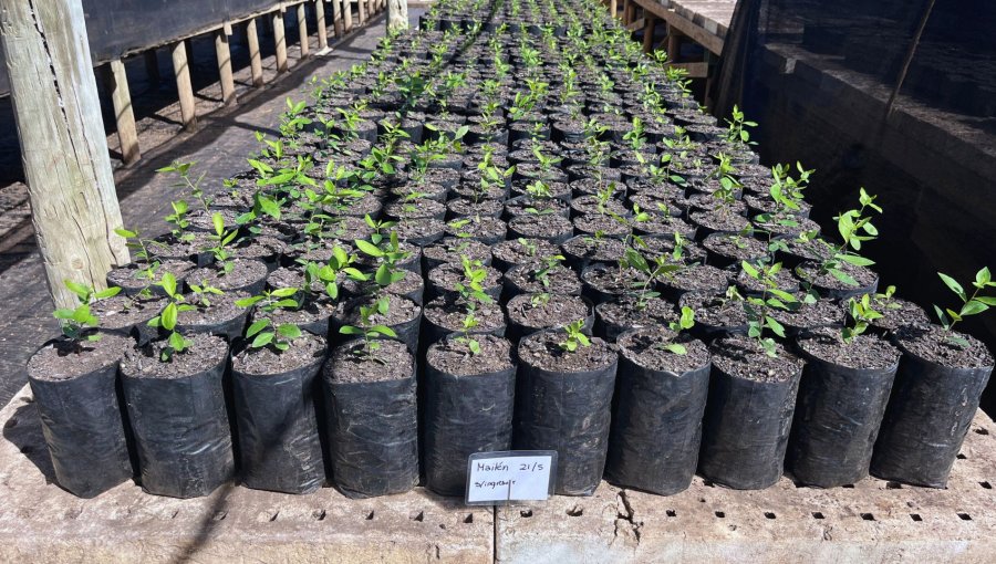 Conaf entregará 30 mil árboles para crear áreas verdes en zonas urbanas de la región de Valparaíso